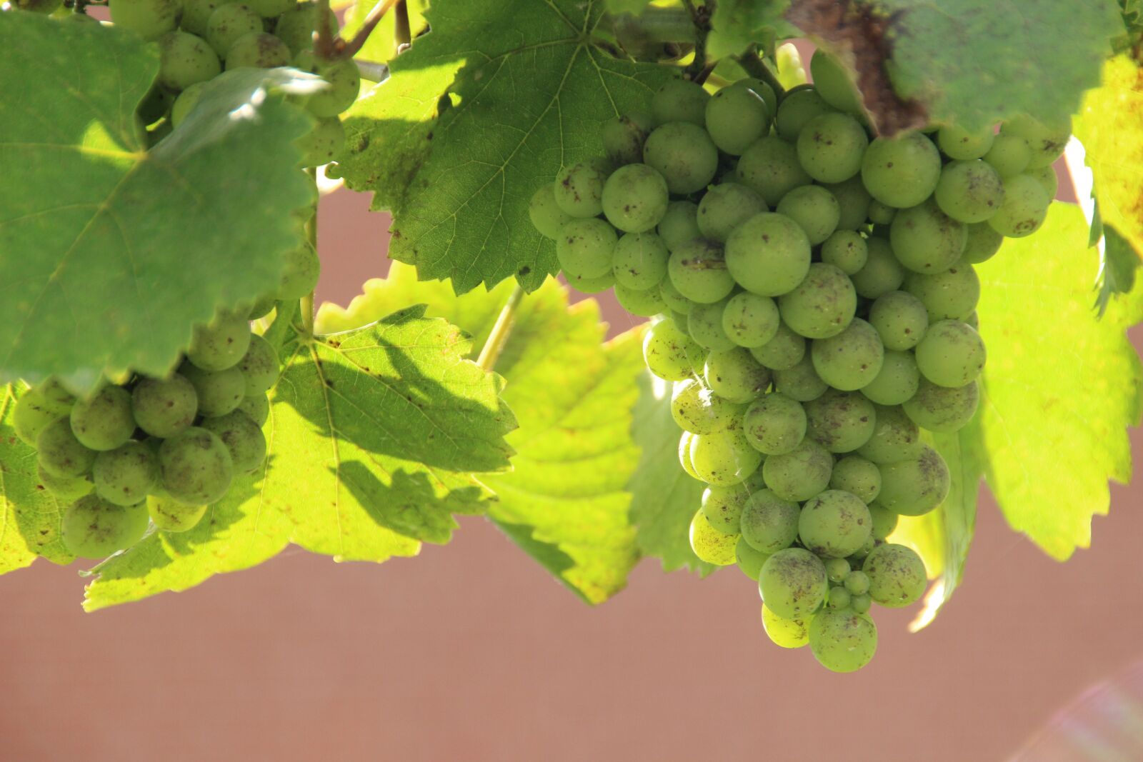 Canon EOS 600D (Rebel EOS T3i / EOS Kiss X5) sample photo. Vines, grapes, wine photography