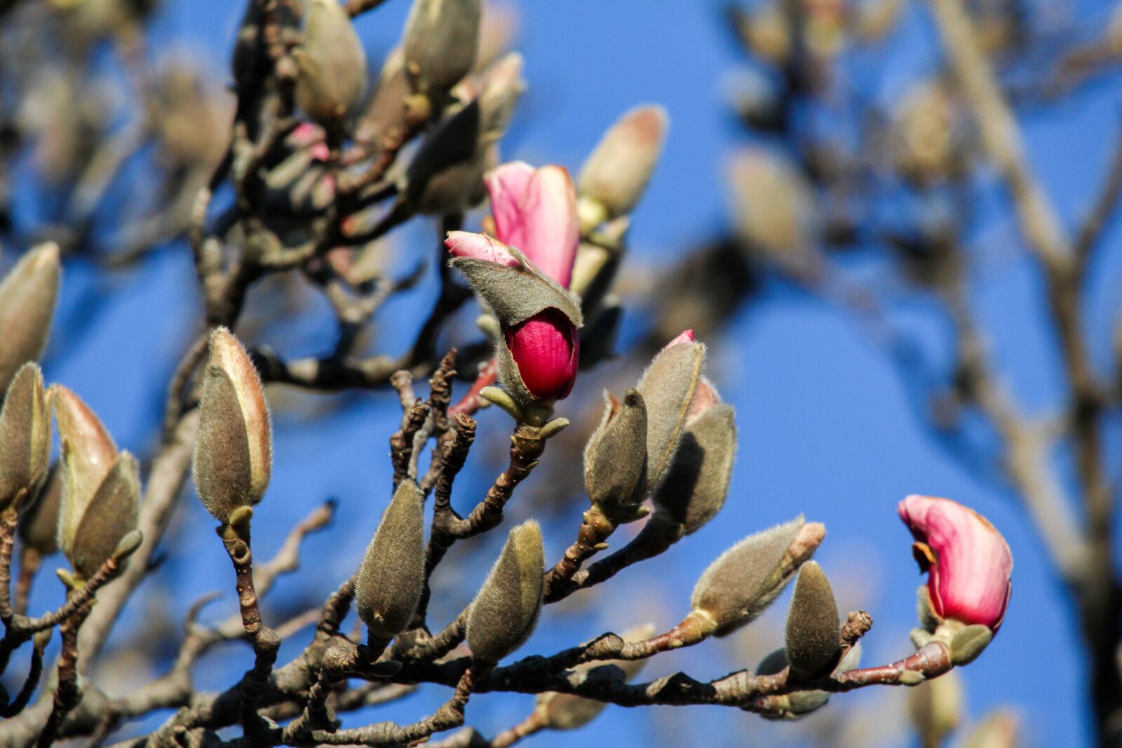 Canon EOS 700D (EOS Rebel T5i / EOS Kiss X7i) sample photo. Tree, branch, nature photography