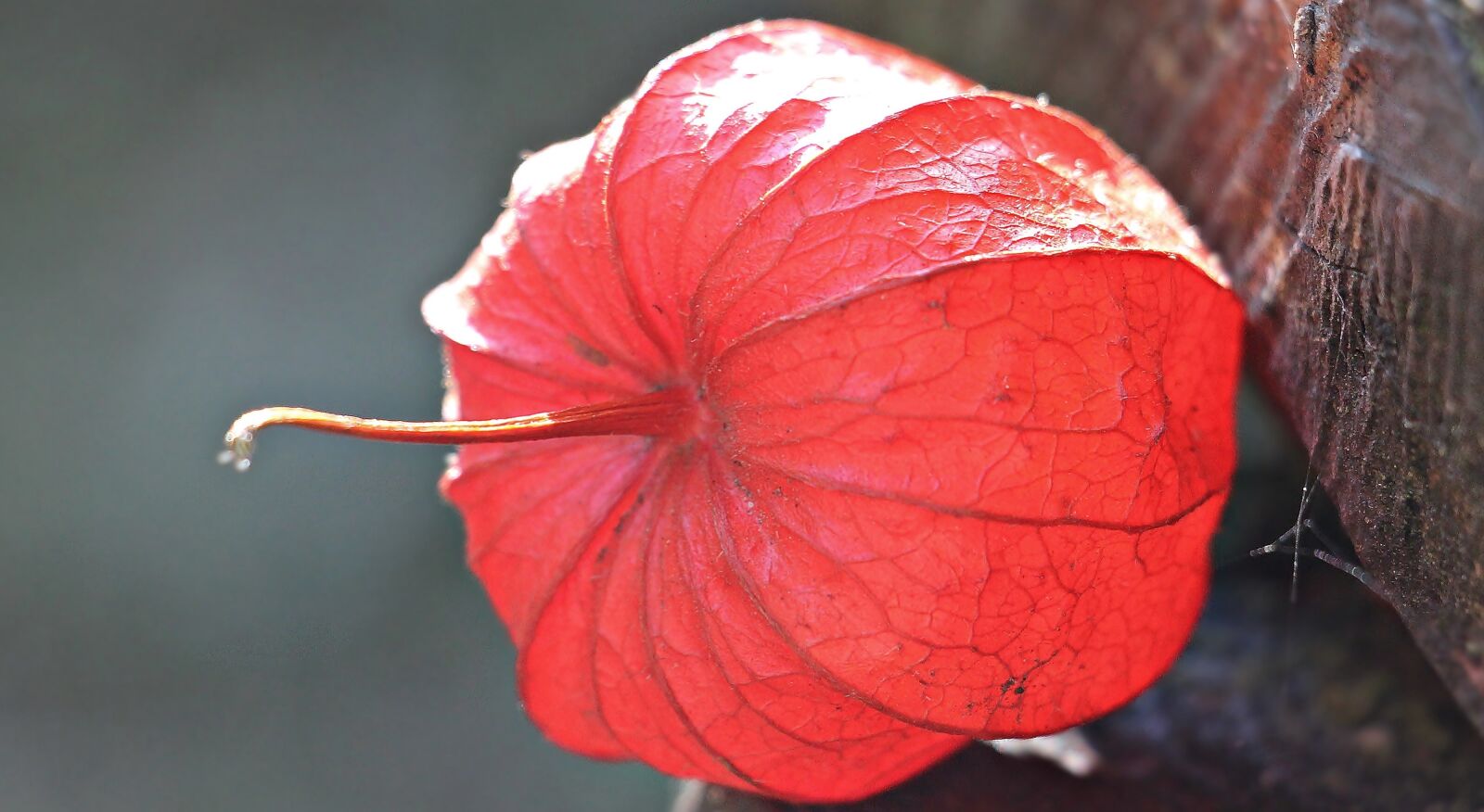 Canon EOS 550D (EOS Rebel T2i / EOS Kiss X4) sample photo. Lampionblume, physalis alkekengi, ornamental photography