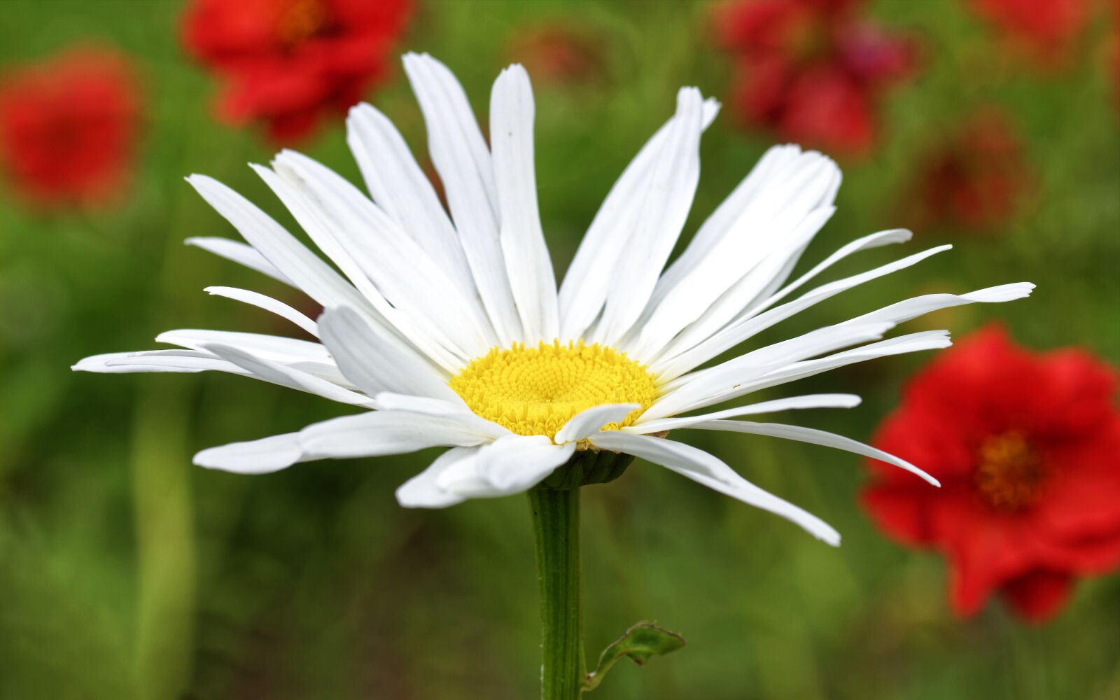 Nikon D5300 sample photo. Flower, daisy, the white photography