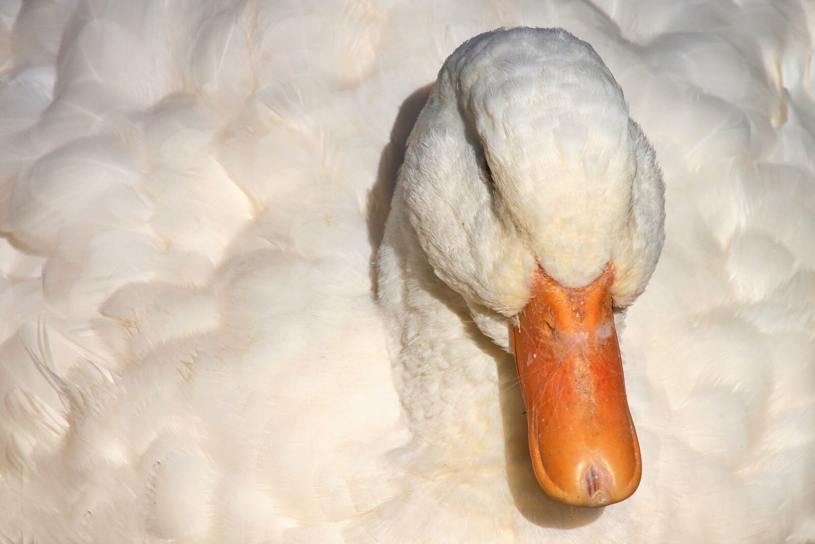 Canon EOS 1100D (EOS Rebel T3 / EOS Kiss X50) sample photo. Duck, house duck, peking photography