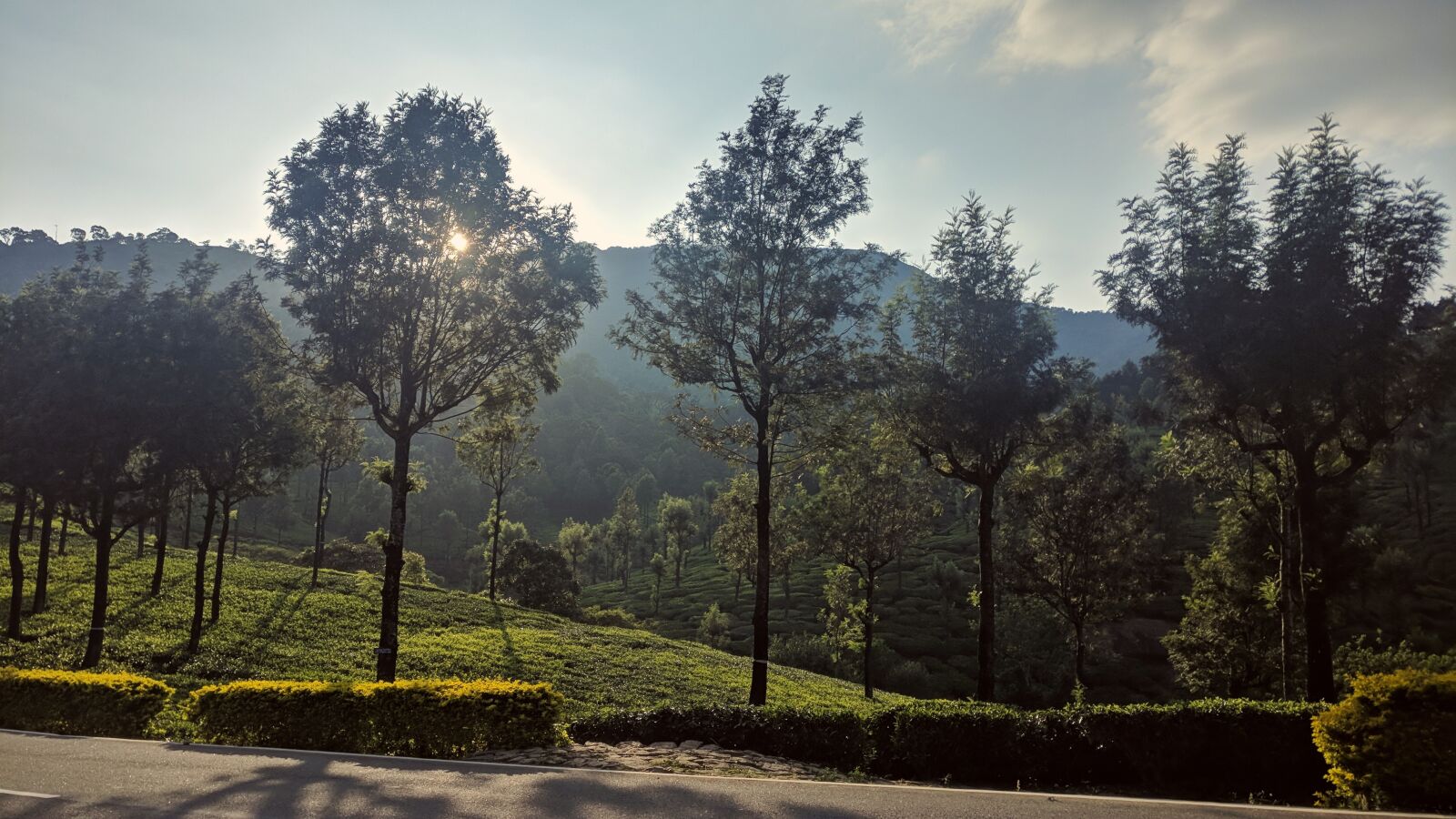 OnePlus A3003 sample photo. Trees, forest, sunshine photography