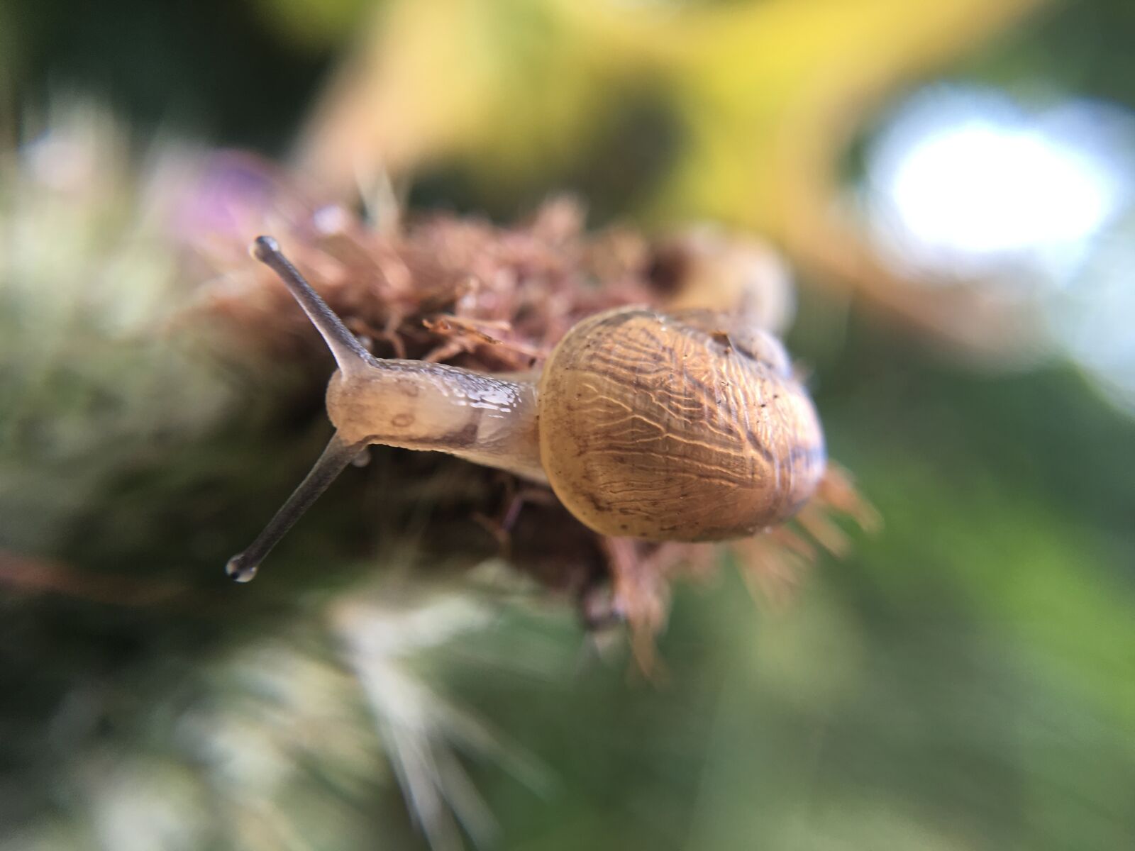 Apple iPhone 6s sample photo. Snail, slug, garden photography