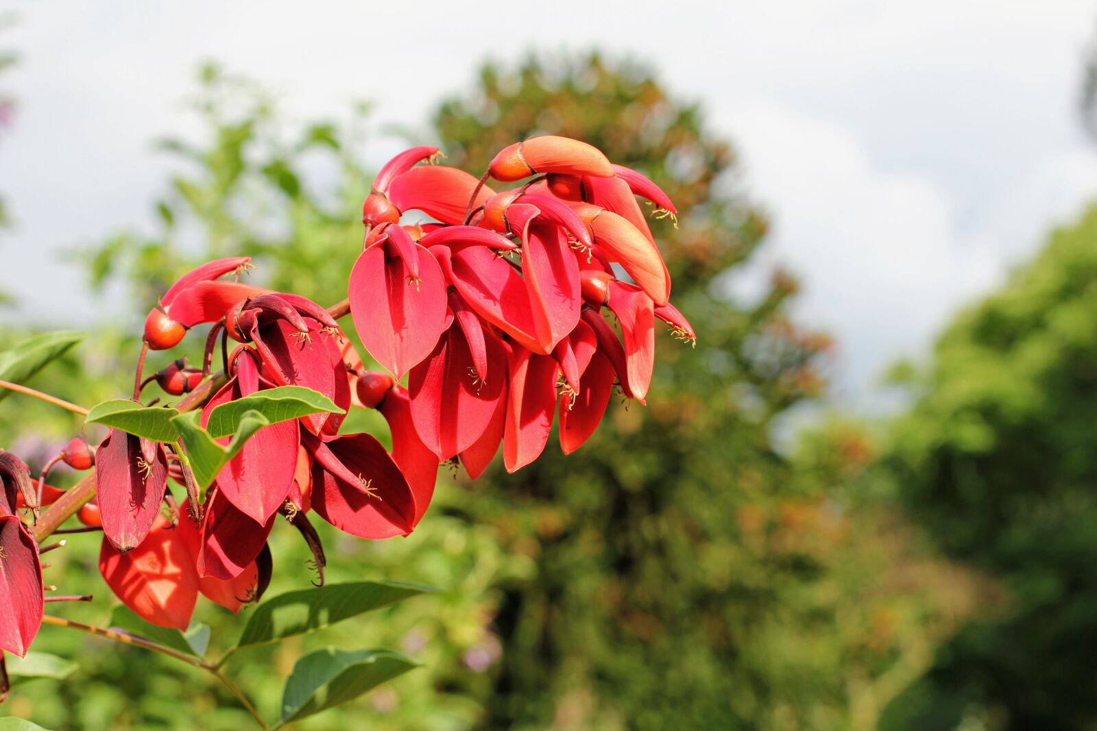 Canon EOS 60D + Canon EF 50mm F1.4 USM sample photo. Coral plant, blossom, bloom photography
