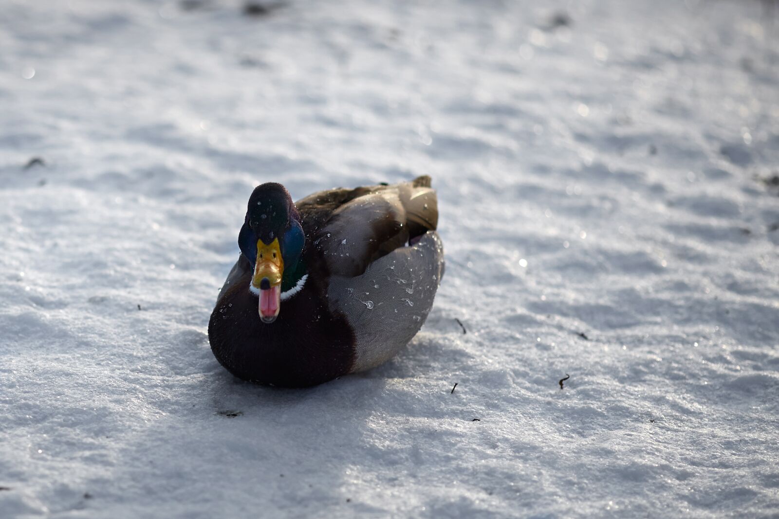 Canon EOS 6D sample photo. Duck, bird, winter photography