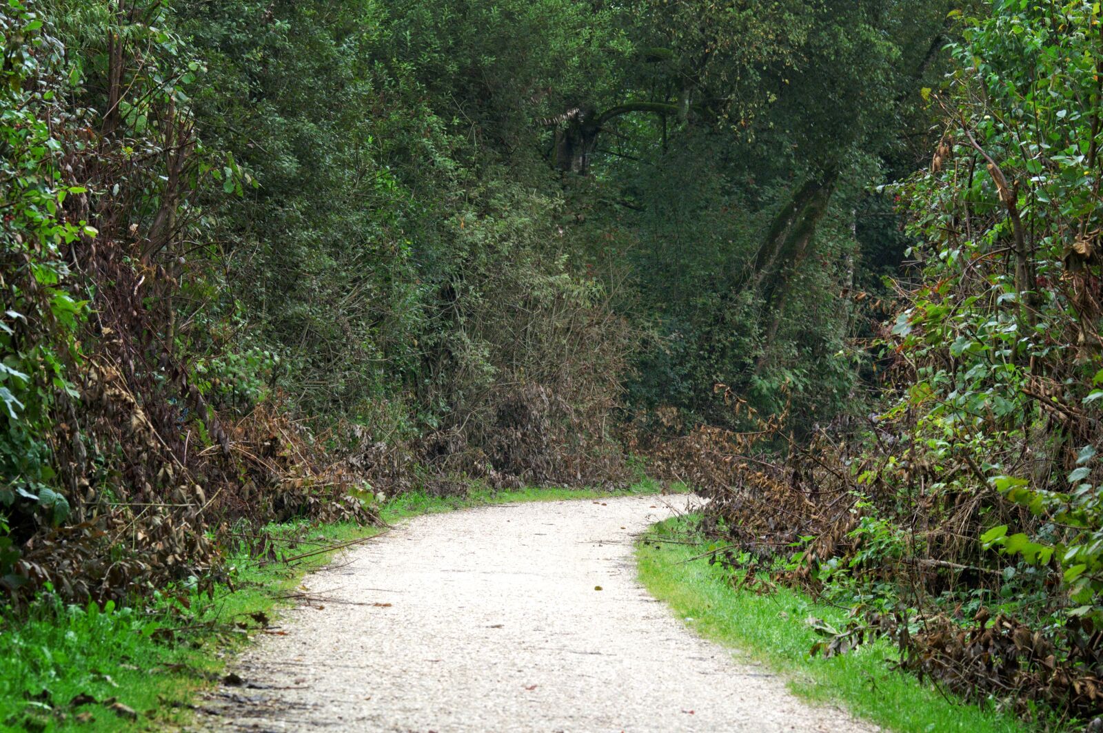 55.0-200.0mm f/4.0-f/5.6 sample photo. Away, forest path, wilderness photography