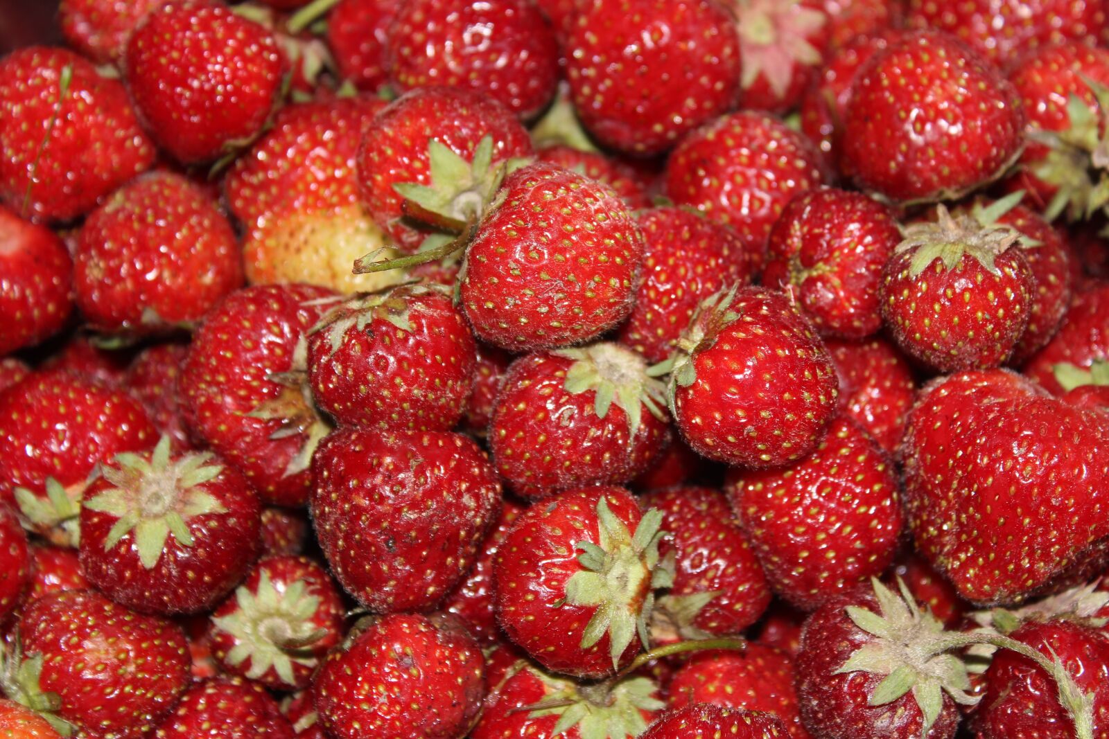 Canon EOS 1300D (EOS Rebel T6 / EOS Kiss X80) sample photo. Strawberries, village, summer photography