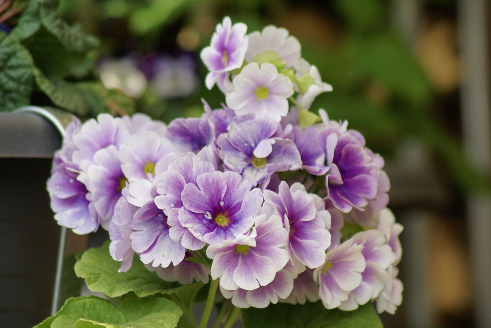 Sony Alpha DSLR-A100 sample photo. Flowers, spring, purple photography