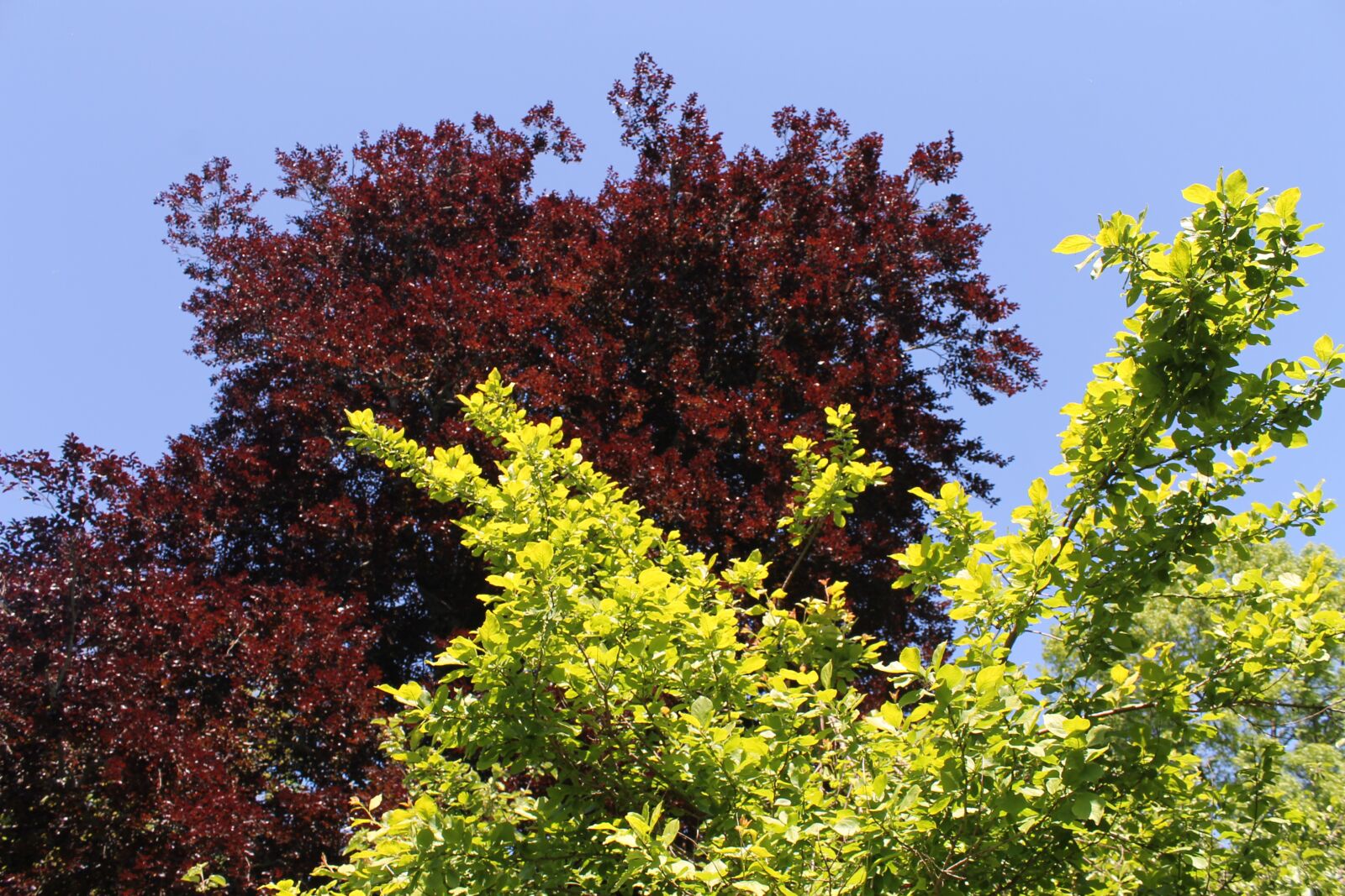 Canon EOS 1100D (EOS Rebel T3 / EOS Kiss X50) sample photo. Trees, purple beech, beech photography