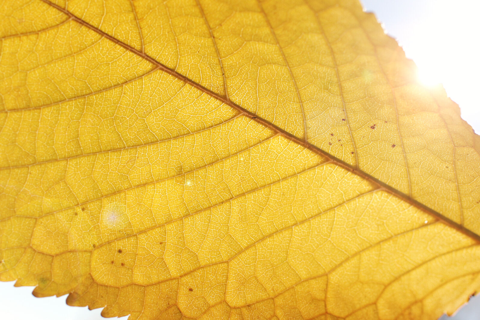 Sigma 30mm F1.4 EX DC HSM sample photo. Autumn, leaf, light, sun photography