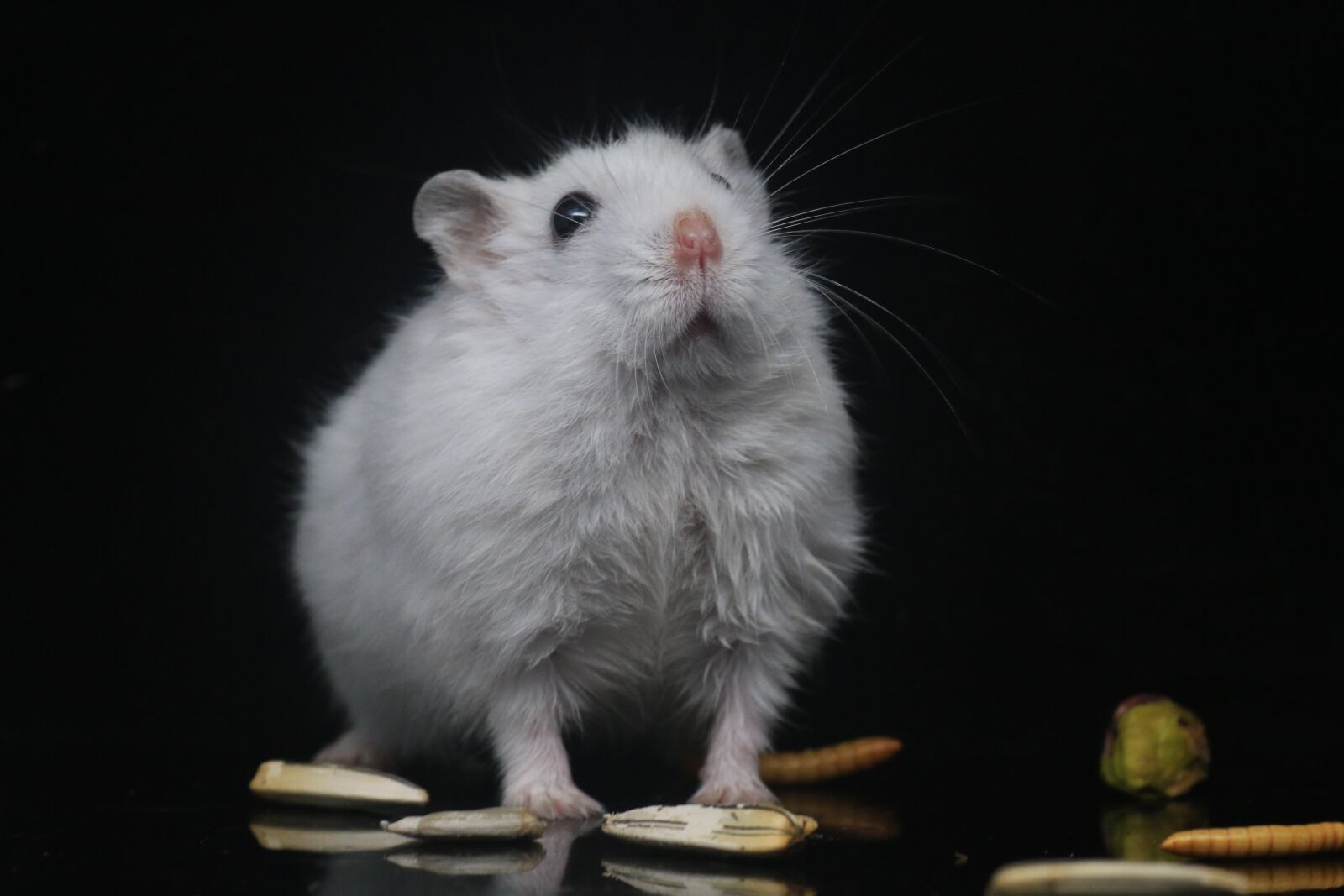 Canon EOS 70D sample photo. Hamster, pets, small animals photography