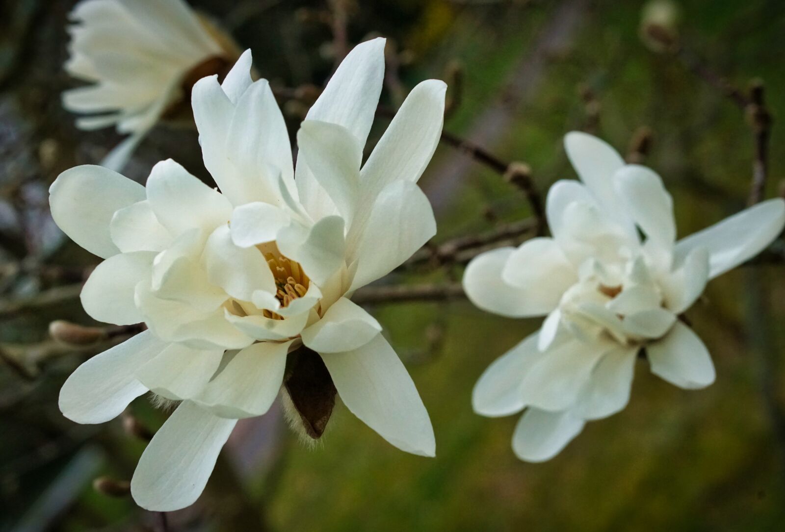 Sony a5100 + E 50mm F1.8 OSS sample photo. Magnolia, flowers, spring photography