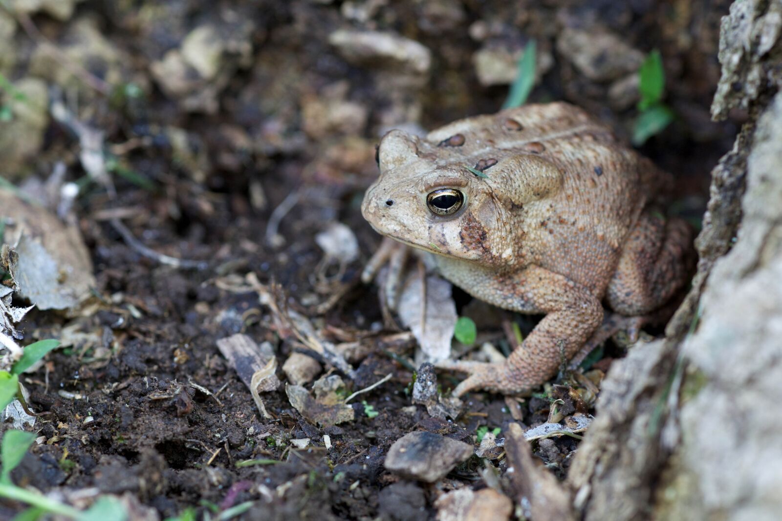 Canon EOS 5D Mark II sample photo. American toad, wooded, forest photography