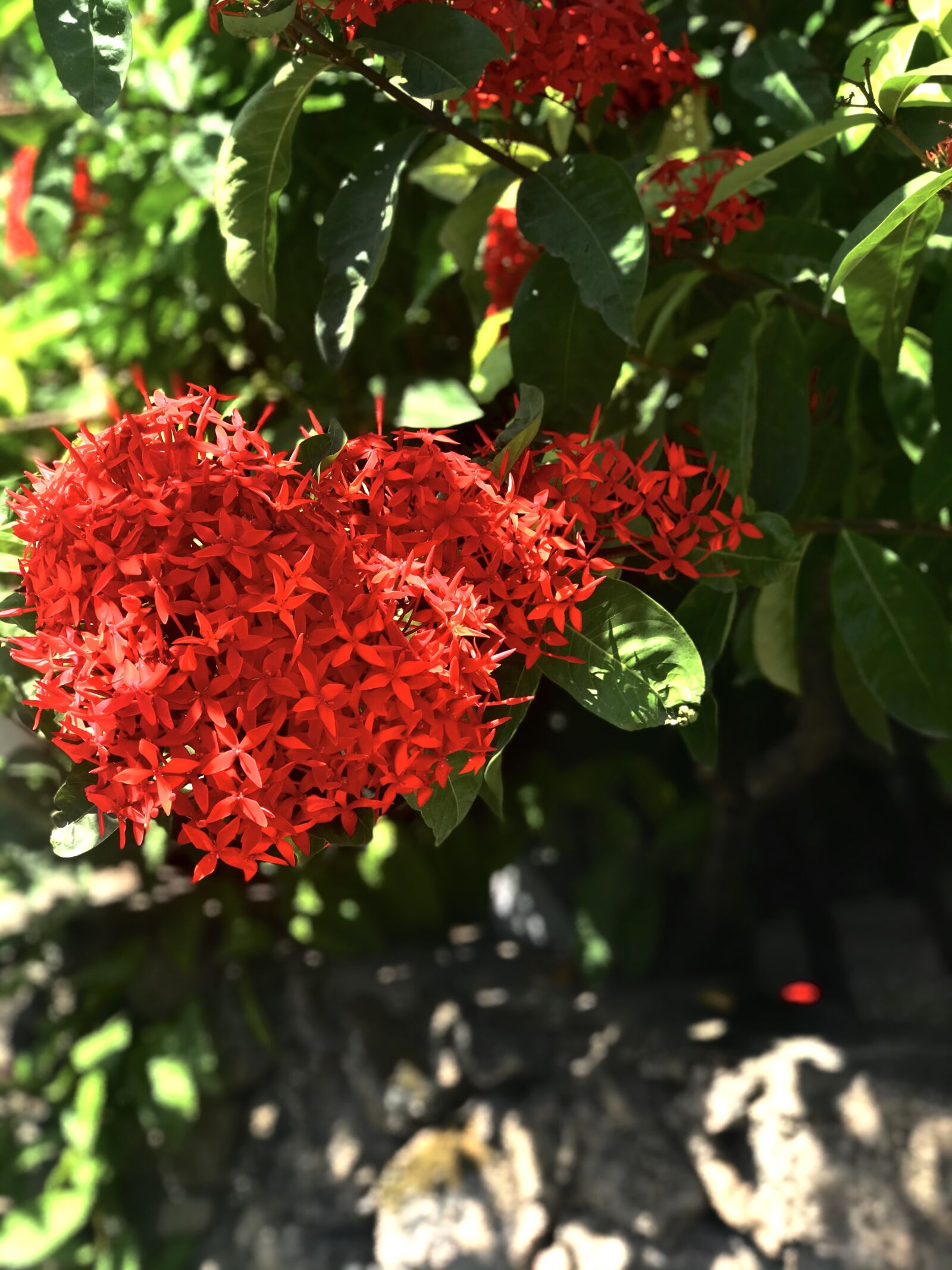 Apple iPhone 7 Plus sample photo. Flowers, nature, sun photography