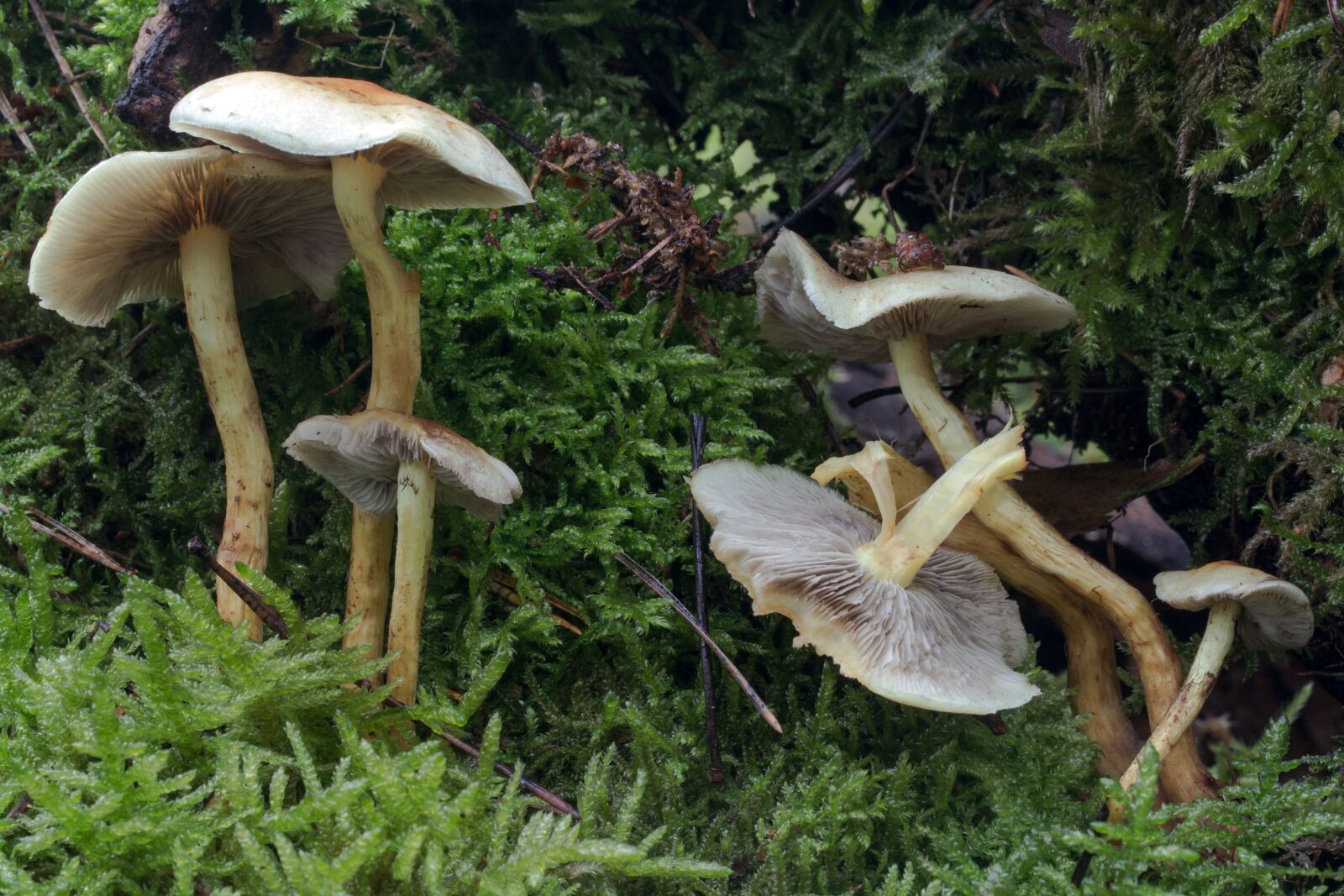 Canon EF-S 60mm F2.8 Macro USM sample photo. Autumn, forest, mushrooms photography