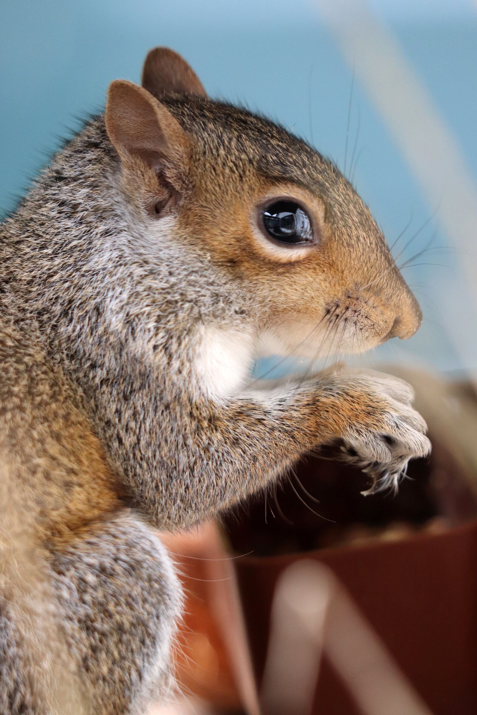 Canon EOS 77D (EOS 9000D / EOS 770D) sample photo. Squirrel, grey squirrel, rodent photography