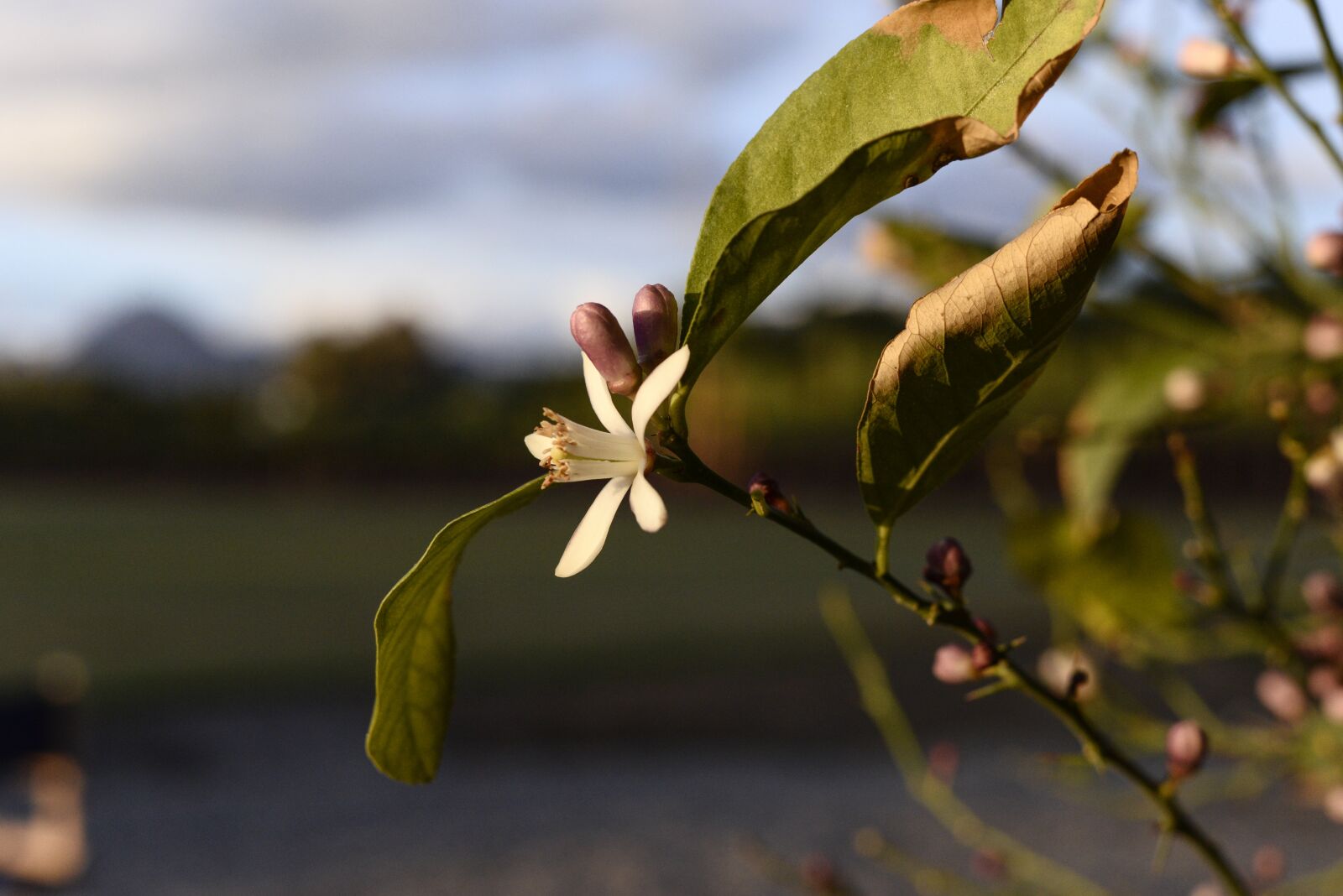 Nikon D610 sample photo. Flower, orange, spring photography