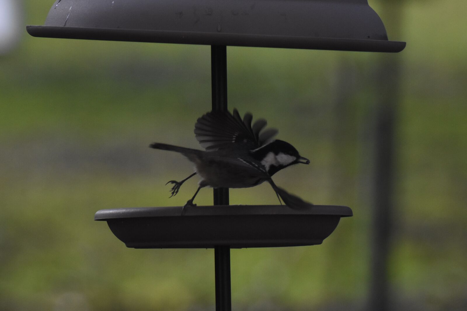 Nikon D7200 sample photo. Coal tit, bird, manger photography