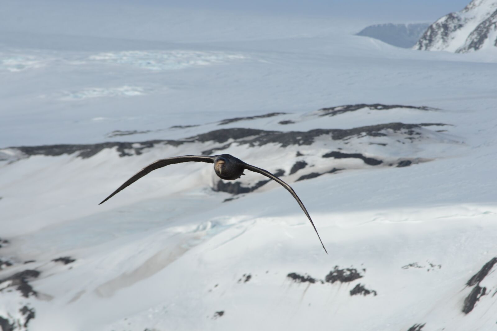 Nikon D3200 sample photo. Ave, flying, ice photography