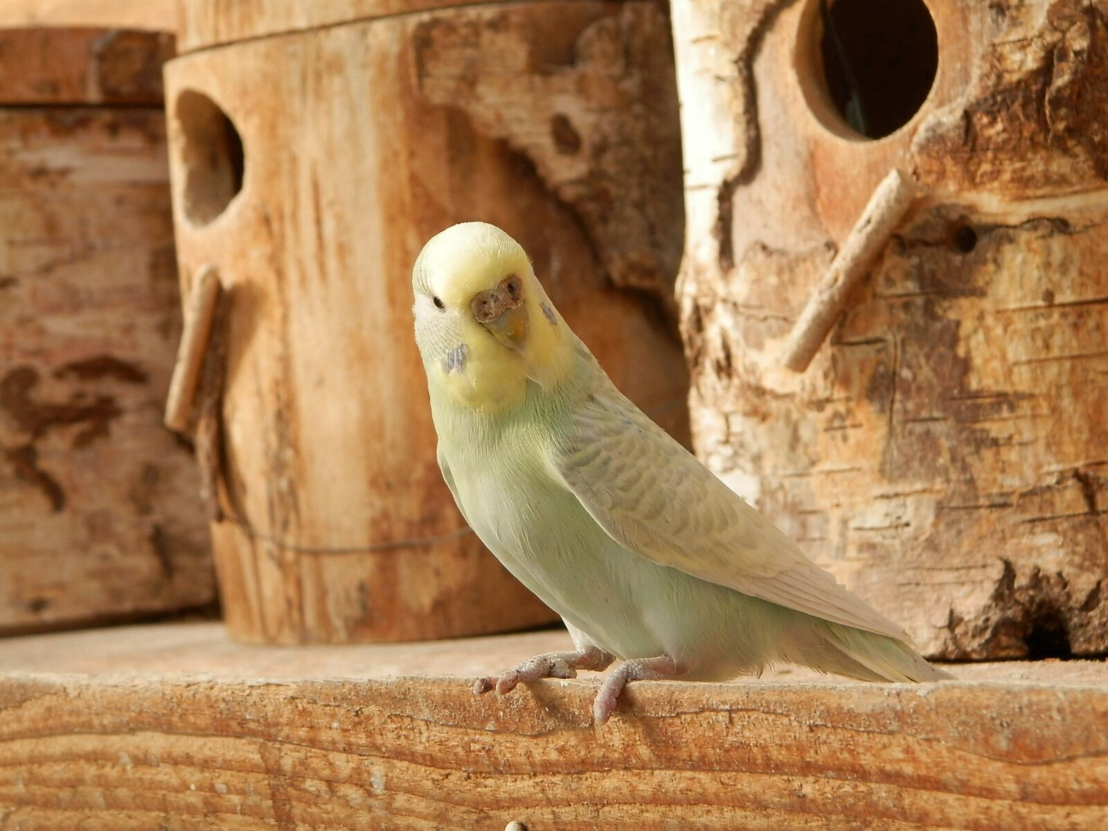 Olympus SP-620UZ sample photo. Parakeet, parakeet corrugated, wood photography