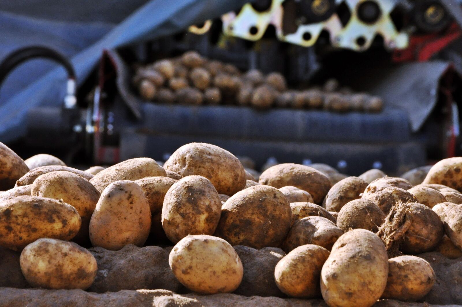 Nikon D90 sample photo. Potatoes, sorting, washing vegetables photography