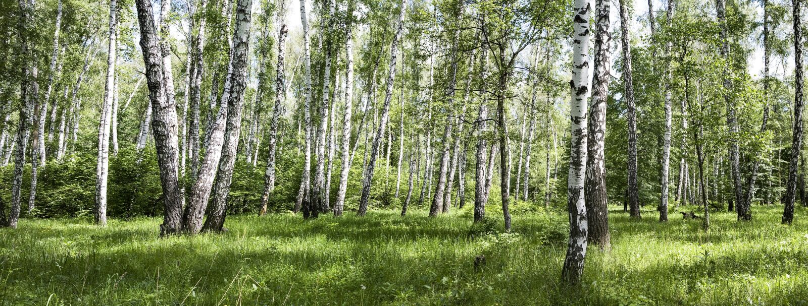 Canon EOS 5D sample photo. Birch, forest, grass photography