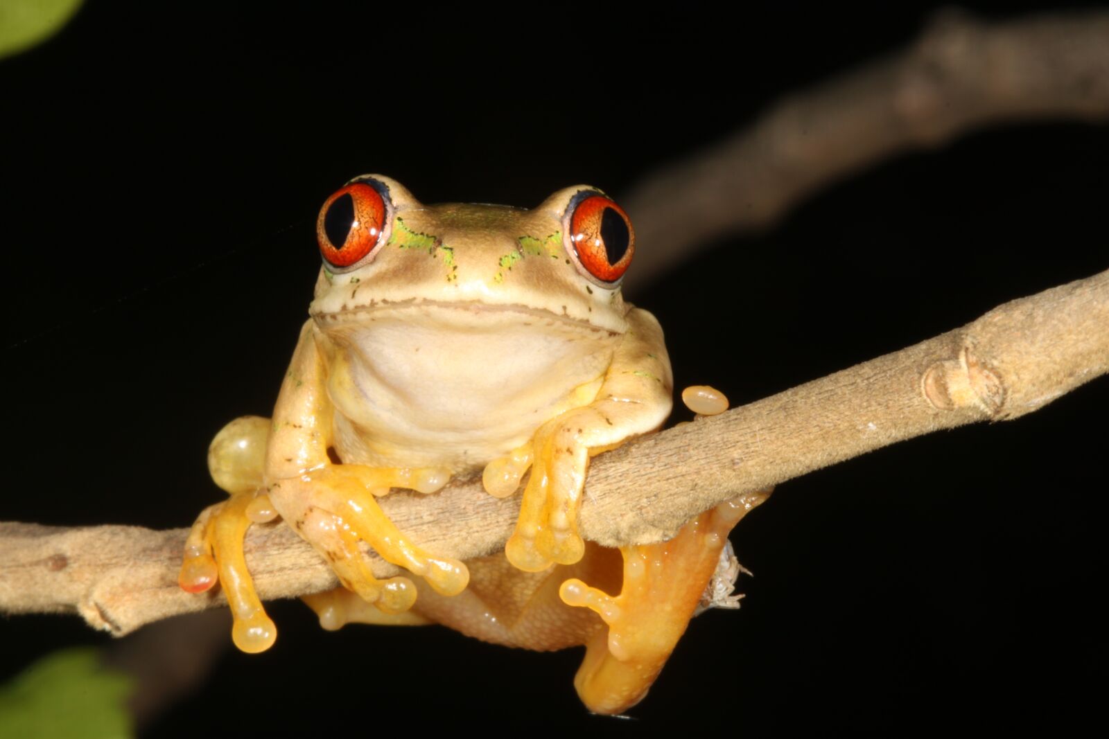 Canon EOS 500D (EOS Rebel T1i / EOS Kiss X3) sample photo. Frog, durban, south africa photography