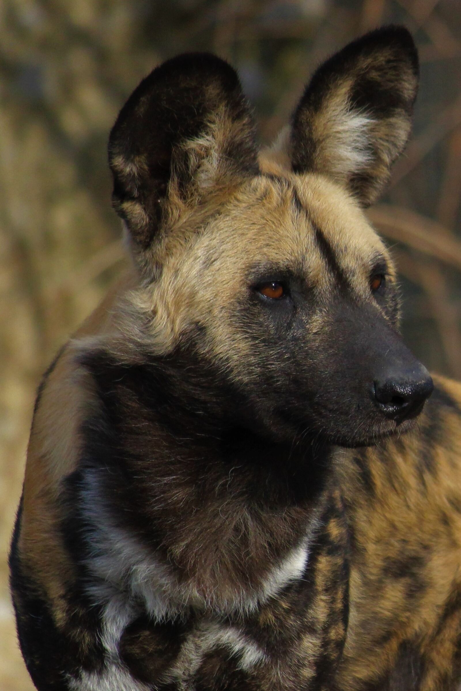 Canon EOS 550D (EOS Rebel T2i / EOS Kiss X4) sample photo. Mammal, animal, portrait photography