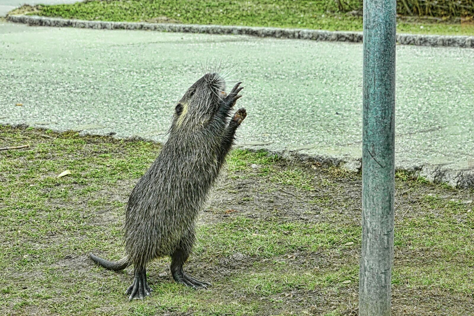 Sony Cyber-shot DSC-RX10 III sample photo. Nature, nutria, mammal photography