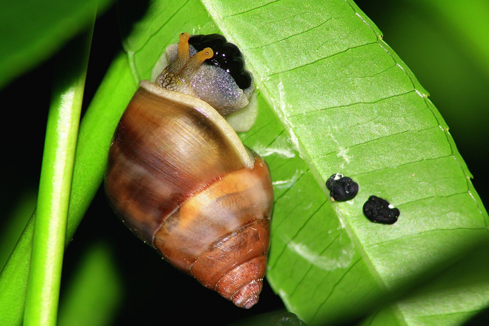 Canon EOS 450D (EOS Rebel XSi / EOS Kiss X2) sample photo. Leaf, snail, egg photography