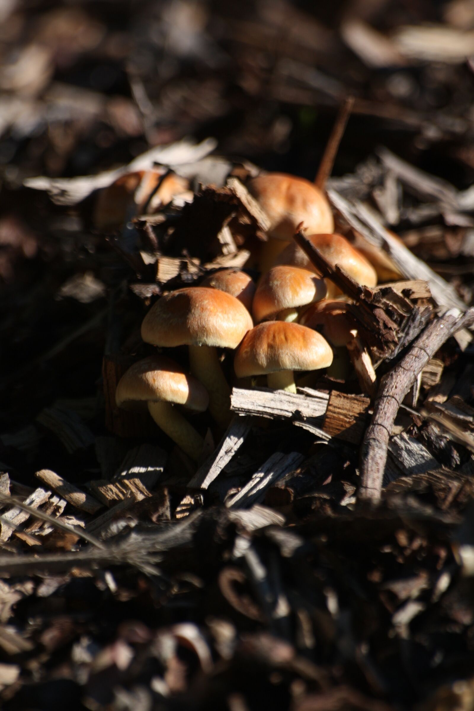 Canon EOS 450D (EOS Rebel XSi / EOS Kiss X2) sample photo. Mushrooms, woodland, fungi photography