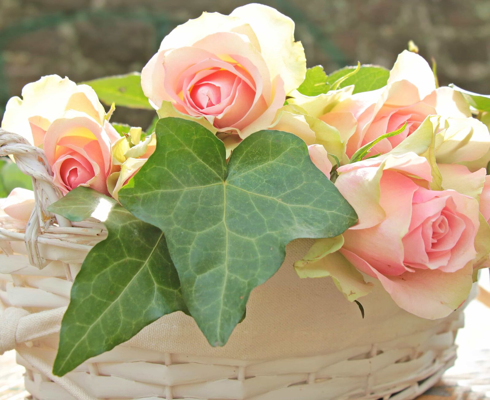 Canon EOS 550D (EOS Rebel T2i / EOS Kiss X4) sample photo. Petal, nature, leaf, rose photography