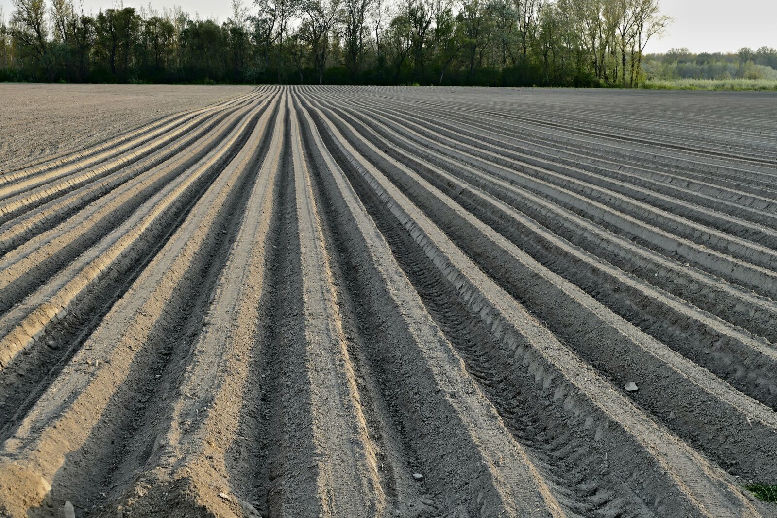 Panasonic Lumix DMC-FZ1000 sample photo. Ground, treatment, field photography