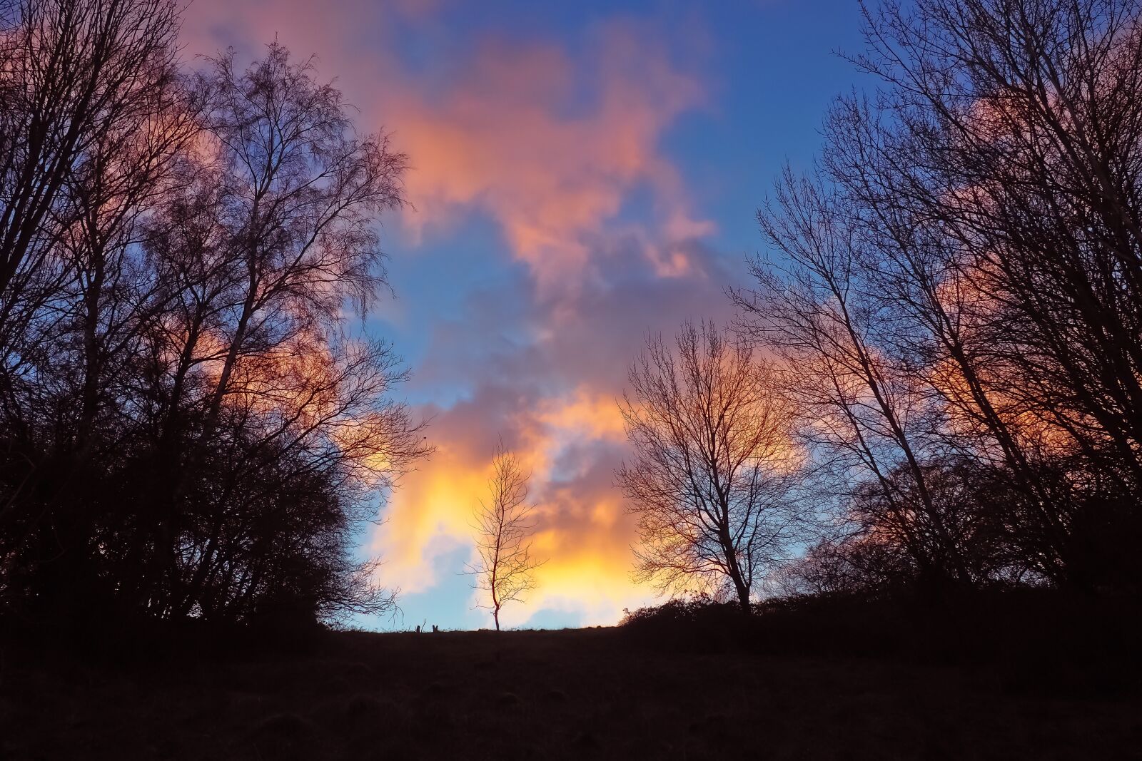 Olympus OM-D E-M10 sample photo. Dusk, forest, nature photography