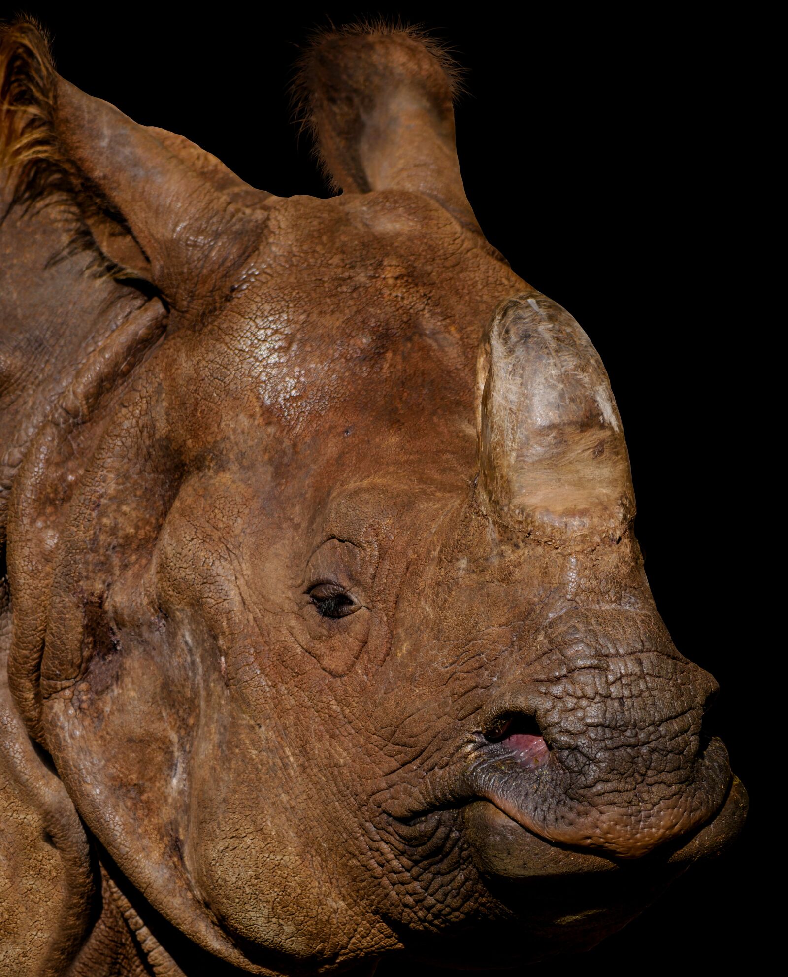 Panasonic DMC-G70 + Panasonic Lumix G Vario 100-300mm F4-5.6 OIS sample photo. Animal, rhino, portrait photography