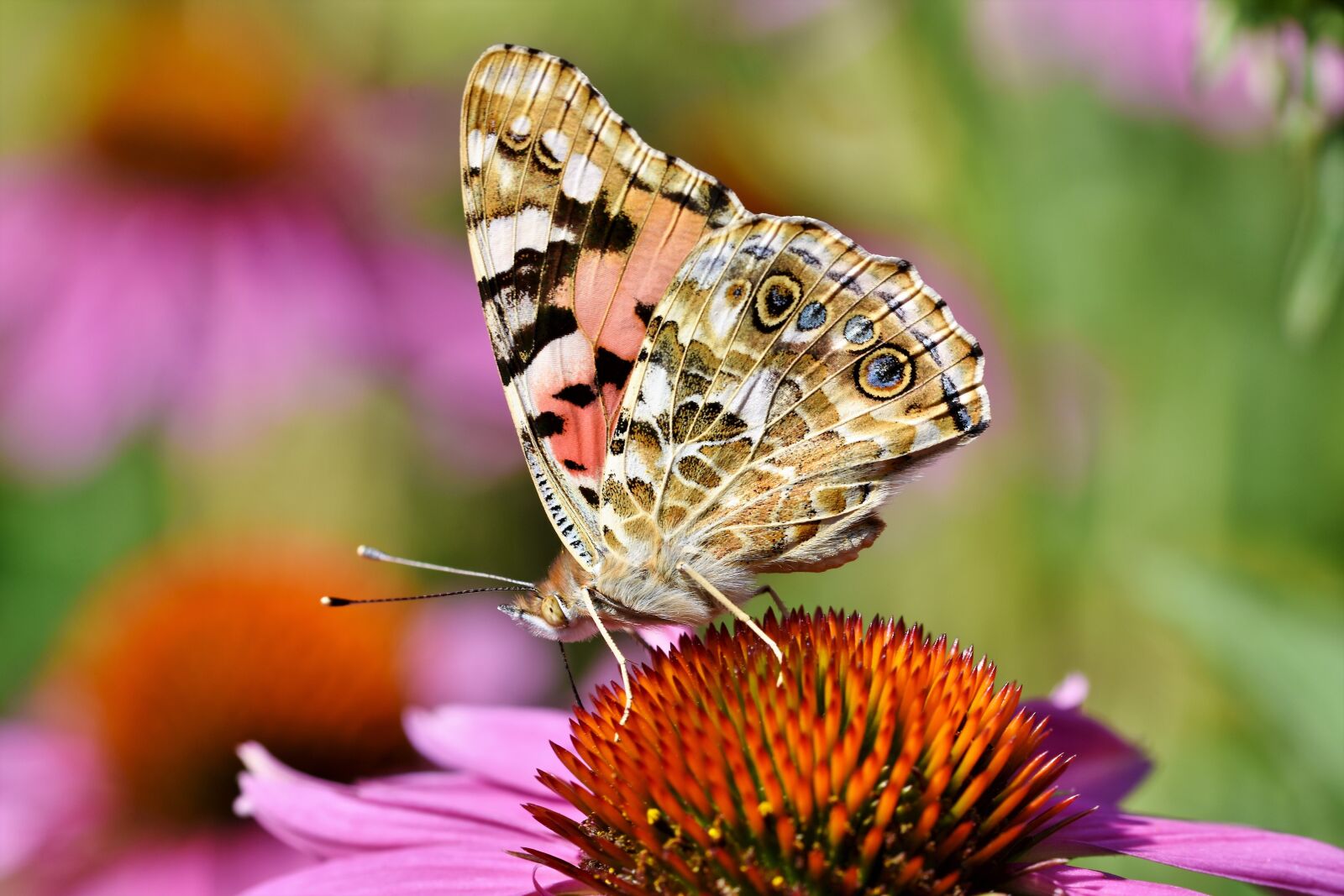 Nikon D7200 sample photo. Butterfly, peacock, butterflies photography