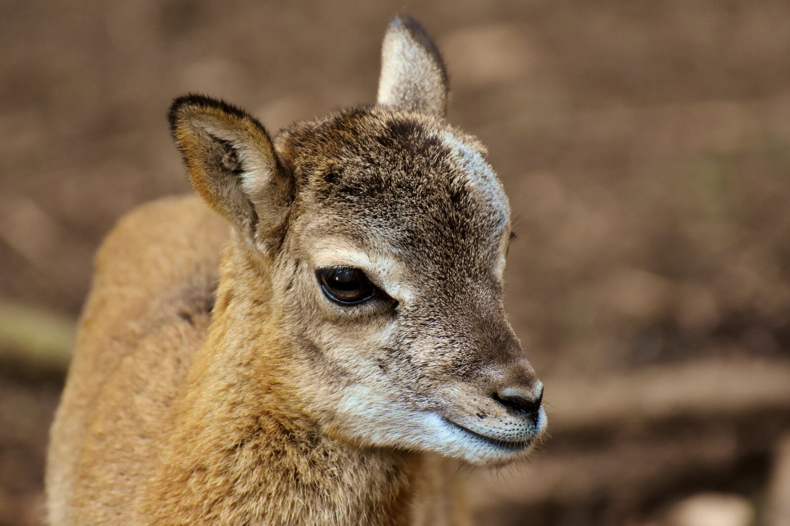 Nikon D7200 sample photo. Mouflon, young animal, aries photography