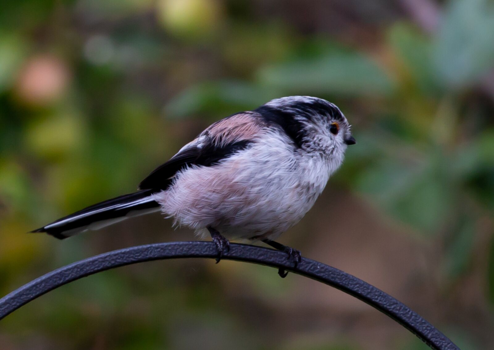 Canon EOS 5D Mark III sample photo. Long tailed tit, bird photography