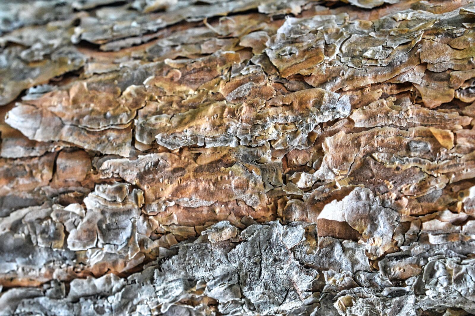 Nikon D3200 sample photo. Texture, rocks, pierre photography