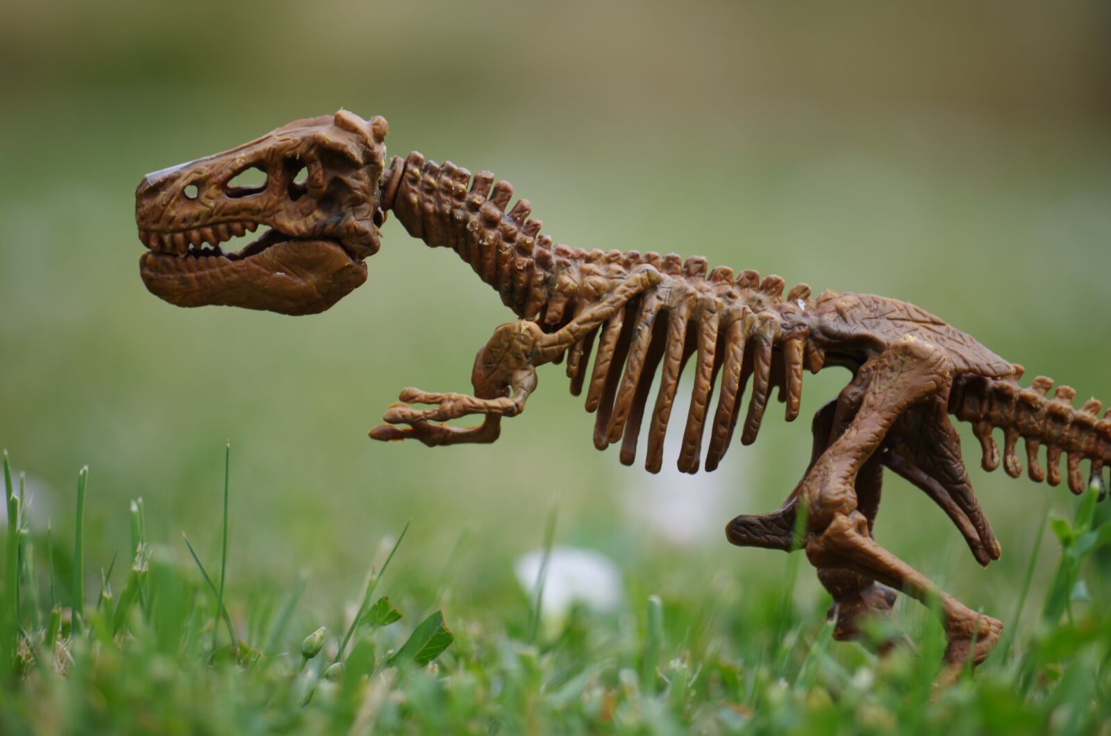 Pentax K-500 sample photo. Dinosaur, bones, rex photography