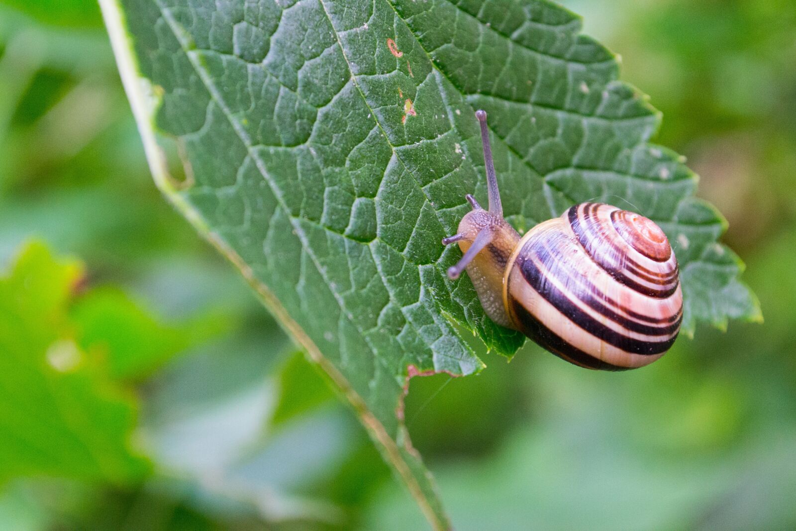 Nikon D3100 sample photo. Snail, shell, mollusk photography