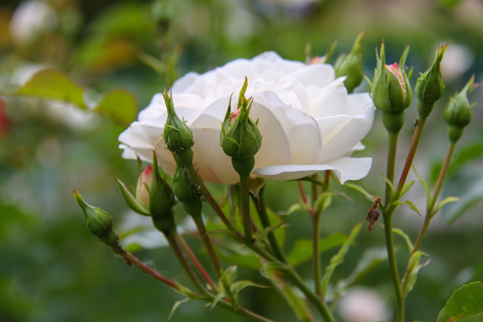 Canon EOS 7D sample photo. Pink, white, garden photography