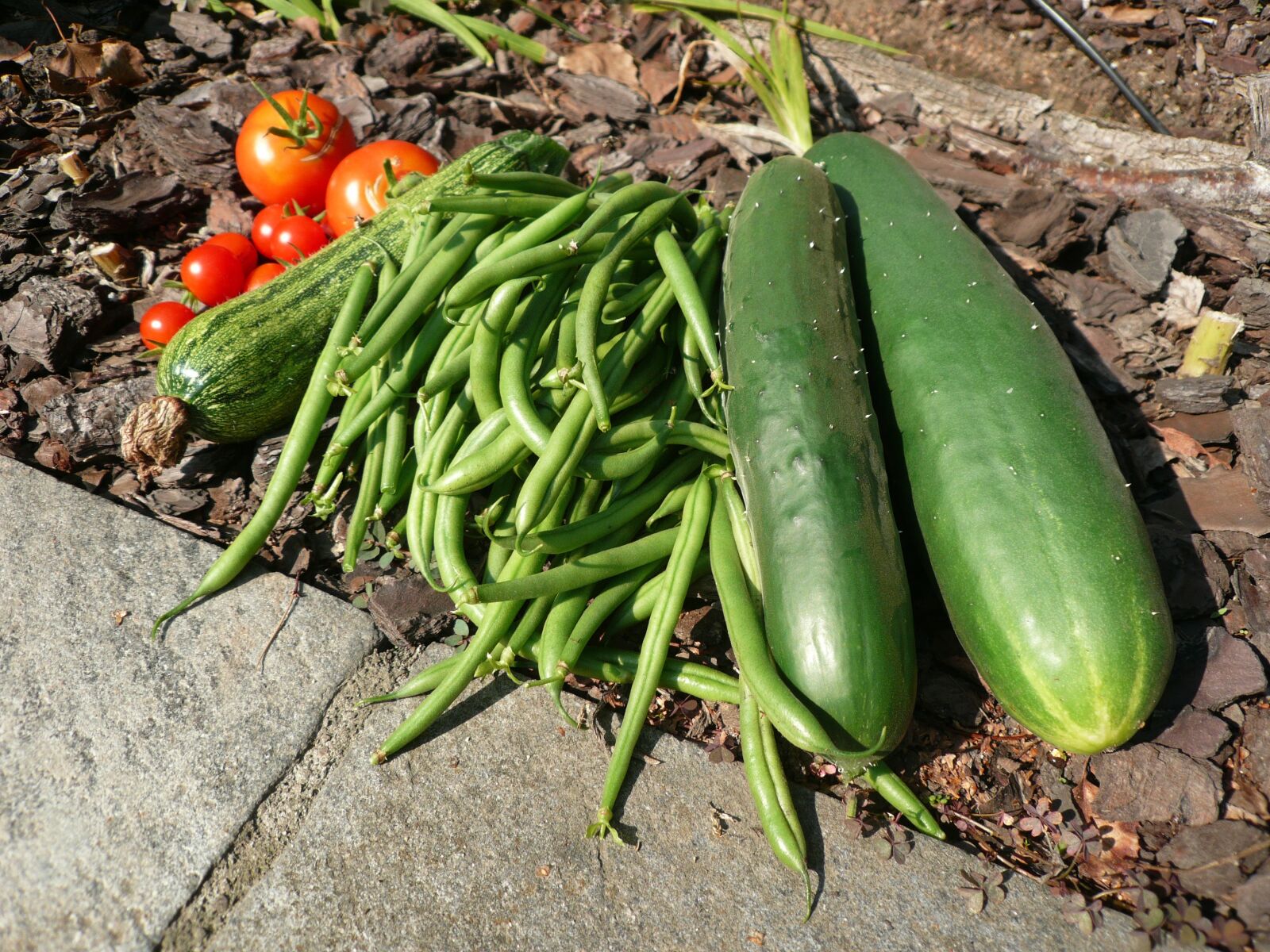 Panasonic DMC-FX100 sample photo. Vegetables, cucumber, green beans photography