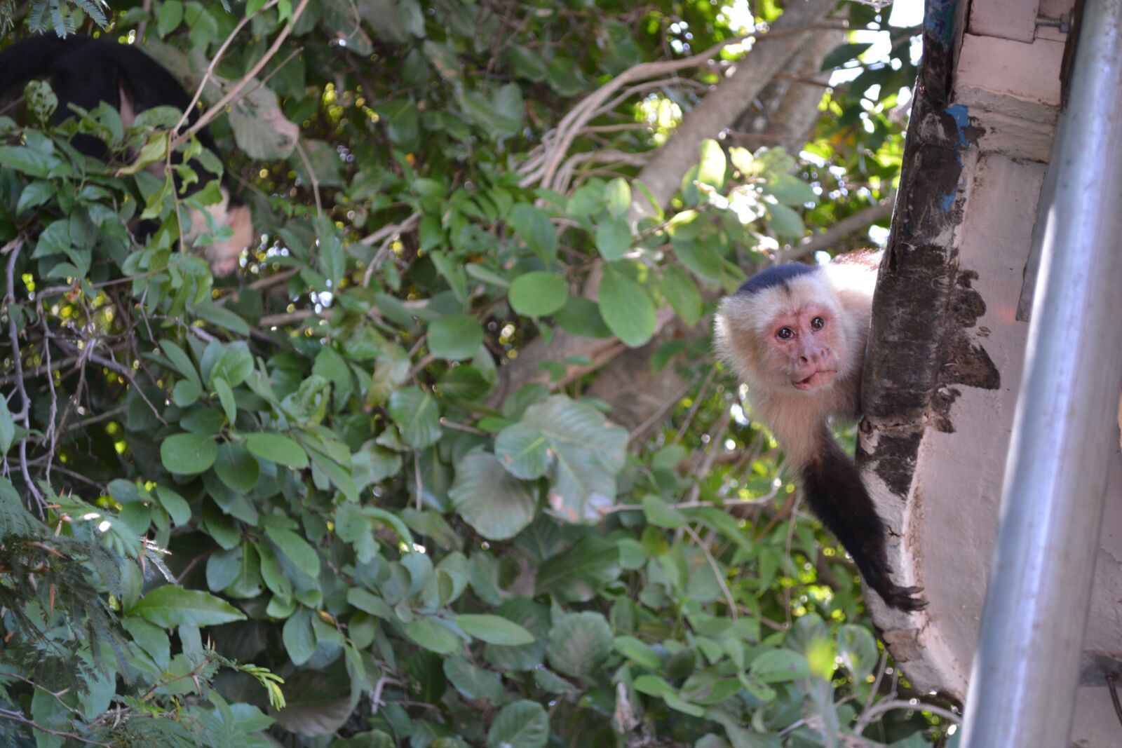 Nikon D5200 sample photo. Costa rica, capuchin, monkey photography