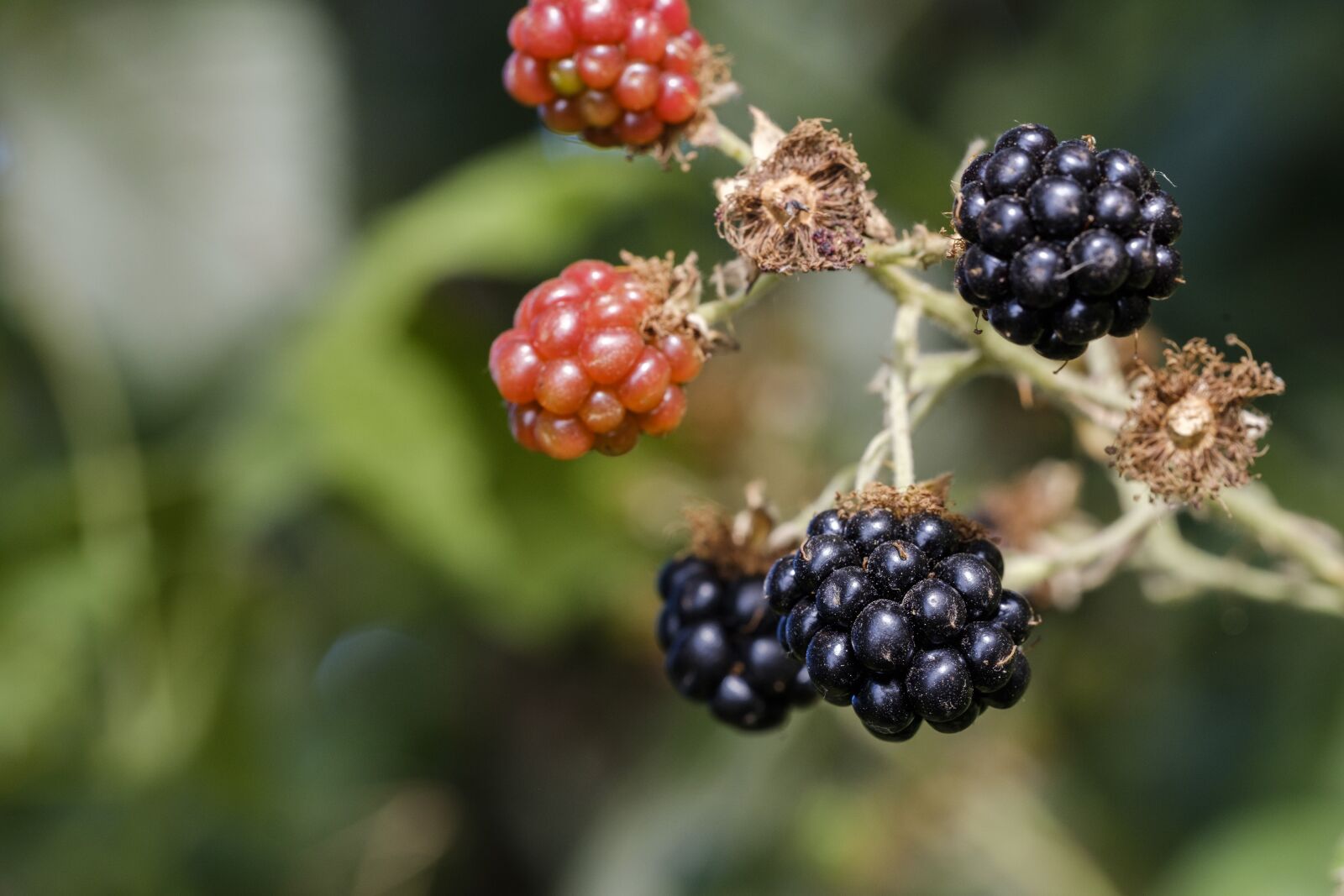 Fujifilm X-T2 + Fujifilm XF 80mm F2.8 R LM OIS WR Macro sample photo. Blackberries, berry, bed photography