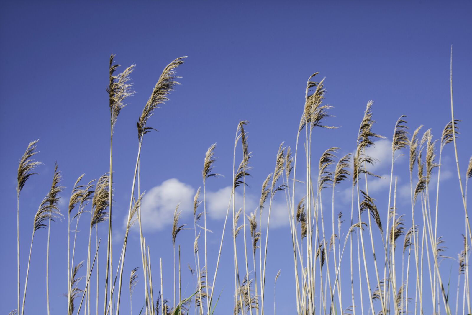 Nikon D800 sample photo. Grass, flowers, dried photography