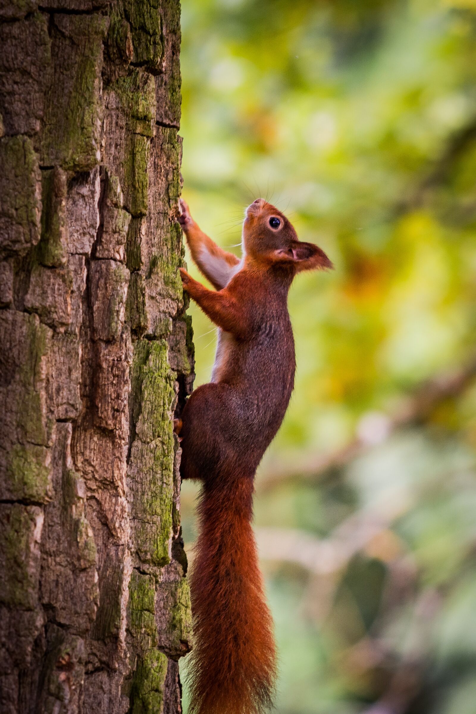 Nikon D7100 sample photo. Squirrel, nature, tree photography