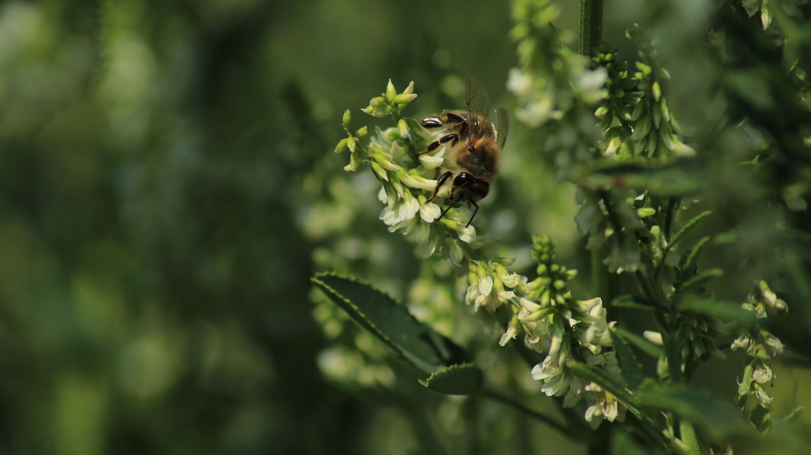 Canon EOS 80D sample photo. Bee, blossom, bloom photography