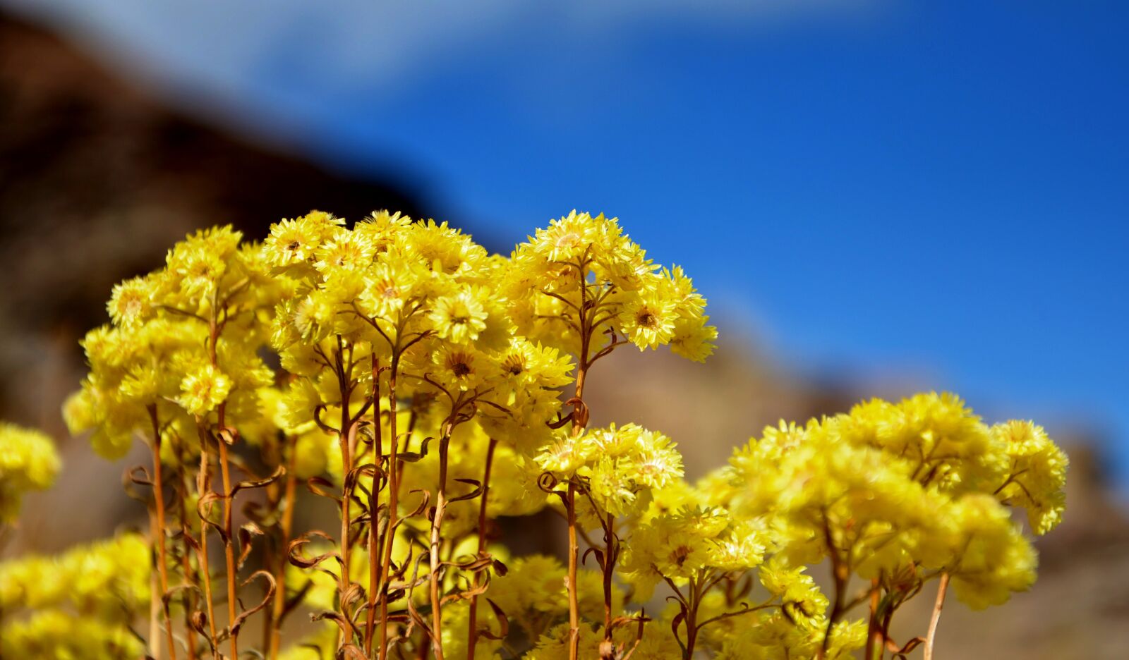 Nikon D7100 sample photo. Yellow flower, wildflowers, flower photography