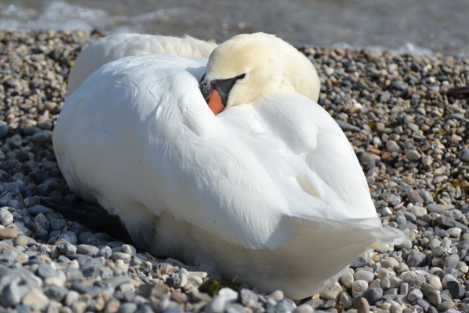 Nikon D3100 sample photo. Swan, white, animal photography